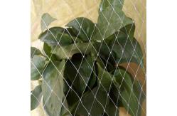 China Flowers And Fruit Anti Bird Net For Agriculture With UV Resistance supplier