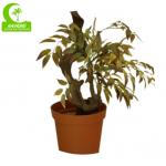 Natural Look 160cm Artificial Ficus Tree For Garden Decoration