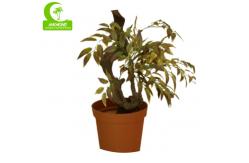 China Natural Look 160cm Artificial Ficus Tree For Garden Decoration supplier