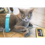 Pet Quantum Resonance Magnetic Analyzer Machine 1.5KG Weight CE Certification for sale