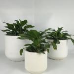 Wholesale Real Plant Display With Fiber Clay Planters Decoration