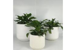 China Wholesale Real Plant Display With Fiber Clay Planters Decoration supplier