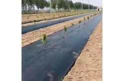 China Permeable Weed Barrier Fabric Ideal for Orchards and Vineyards supplier
