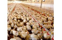 China Broiler Automatic Poultry Drinker Nipple Cup Drinker System supplier