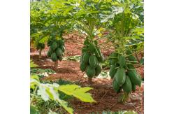 China Protein Hydrolysis Yeast Extract Proteolytic Enzymes Papaya 50TU/MG-1000TU/MG supplier