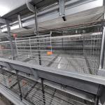 Baby Chicks Broiler Chicken Cage For Chicken Farm for sale
