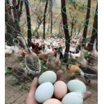Heavy Duty Bird Proof Net 3cm / 5cm / 7cm / 10cm HDPE Anti Bird Net