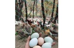 China Heavy Duty Bird Proof Net 3cm / 5cm / 7cm / 10cm HDPE Anti Bird Net supplier