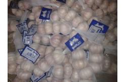 China FRESH GARLIC supplier