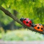 Metal Ladybird Garden Ornaments Cute Metal Insect Decorations for sale