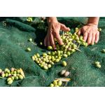 HDPE Fruit Tree Collection Net Green Olive Harvesting Net 5x10m 6x12m for sale