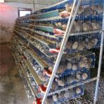 China Hot Galvanized Quail Cage For Egg Production Q235 Steel Wire for sale