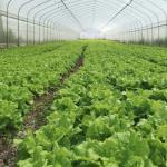 Hydroponic System Single-span Plastic Film Agriculture Greenhouses Construction For Sale