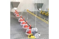 China 12 Birds 60HZ Poultry Farm Feeding System supplier