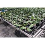 Rectangular Plastic Nursery Seedling Trays UV Resistant Easy Maintenance for sale