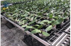 China Rectangular Plastic Nursery Seedling Trays UV Resistant Easy Maintenance supplier