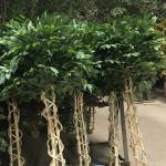 Potted Ficus Plant Faux Artificial Ficus Tree Indoor Green Tree with Exquisite Design for sale