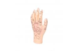China 13cm Hand Acupuncture Point Model Chinese Acupuncture Teaching Model PVC supplier