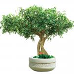 Artificial Pittosporum Ficus Tree No Sunlight S Shape Trunk Wide Leaf Cover Plant for sale