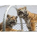 Stainless Steel Animal Enclosure Mesh Anti Corrosive Free - Angles Curving And Fold for sale