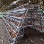 120/160 Birds Layer Chicken Cage Cold Galvanized 4 Layers/Cell for sale