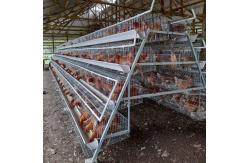 China 120/160 Birds Layer Chicken Cage Cold Galvanized 4 Layers/Cell supplier
