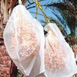 Agriculture Mesh Harvest Bags With Strong Black Rope Durable Feature for sale