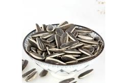 China Inner Mongolia Salty and Roasted 361 sunflower seeds for Europe Wholesale supplier