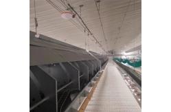 China Chain Feeding System Chicken Breeding Equipment supplier
