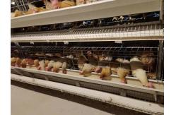 China 3/4/5 Layers Poultry Chicken Cage Complete Egg Chicken Layer Breeding Equipment supplier