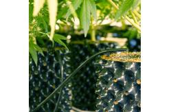 China Convenient and eco-friendly pruning container root pot for wholesales supplier