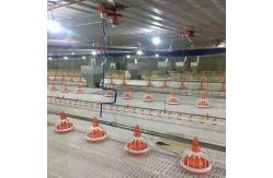 China Stainless Automatic Broiler Feeding System 50Kg Feed Hopper For Poultry supplier