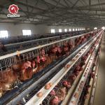 Galvanized Battery Chicken Cages Coops A Type Automatic For Egg Laying for sale