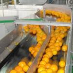 Citrus / Orange Processing Line For Fruit Juice Factory Juice Factory Machinery for sale