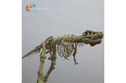 China length 15m Museum Quality Dinosaur Replicas T Rex Skull water repellent supplier