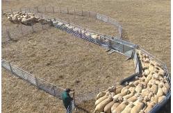China Portable Silver 6ft X 10ft Wire Cattle Panels Weather Resistant supplier