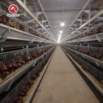 Wire Mesh 60-384 Egg Chicken Cage , HDG Q235 Layer Farming Cage for sale