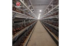 China Galvanized Poultry Broiler Cage Laminated Multi Level Chicken Coop supplier
