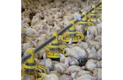 China 14 Grids 72mm Ground Broiler Chicken Shed Construction supplier
