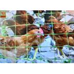 Multi - Purpose Plastic Poultry Netting, Chicken Netting, Light Weight, Green Color, 1.5M High for sale