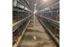 China 4.8m Layer Chicken Cage supplier