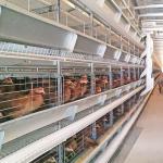 H Type Poultry Battery Cages Automatic Egg Layer Chicken Farm Laying Hens for sale