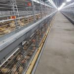 4 Tiers Multi Tier Automatic Poultry Feeding System For Broiler 1800x1200x410mm Size for sale