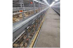 China Livestock Automatic Chicken Feeder System 0.75kw Chicken Feed For Laying Hens supplier
