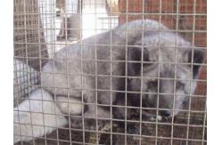 China Breeding Galvanized Welded Steel Wire Mesh 3.0mm Aquaculture Net supplier