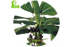 China No Nursing 250cm High Artificial Tropical Tree For Shopping Center supplier