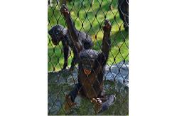 China Plain Weave Stainless Steel Zoo Mesh High Safety Without Toxic Material-Monkey supplier