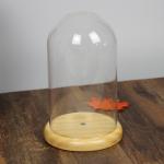 Oak Base D20 X H23cm Borosilicate Clear Glass Dome Cloche