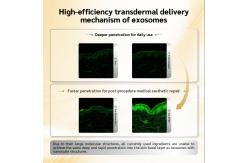 China OEM ODM skin care essence serum stimulates fibroblast, reduces wrinkle depth, enhances elasticity, and restores firm, young and elastic skin texture supplier