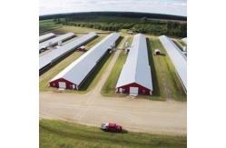 China Customized Modern Steel Structure Chicken House Layer Cage For Chickens Poultry Farm supplier